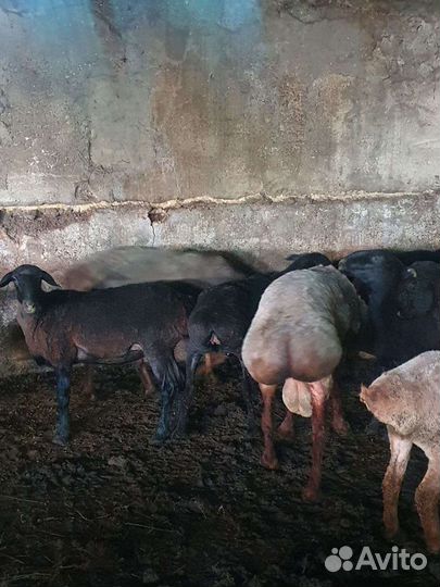 Эдильбаевские бараны