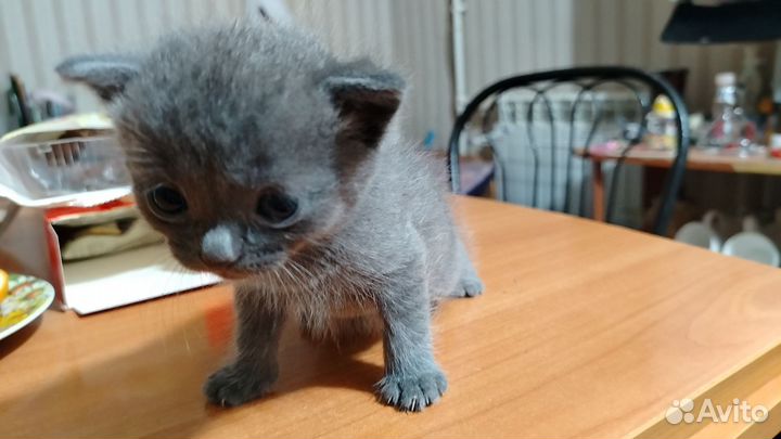 Котенок, мальчик