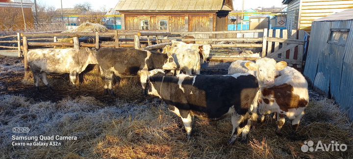 Быки, бычки,телята, крс на откорм