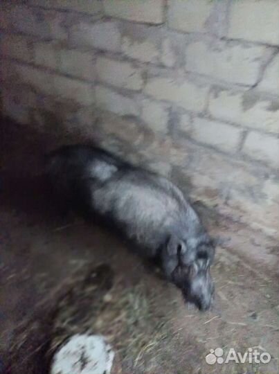 Вьетнамский вислобрюхий хряк