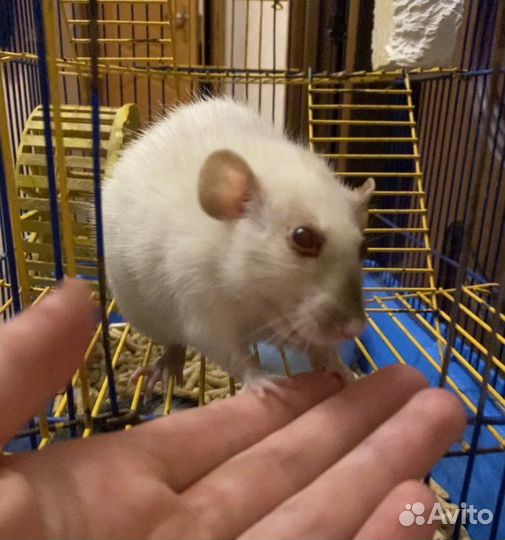 Ручные крысы