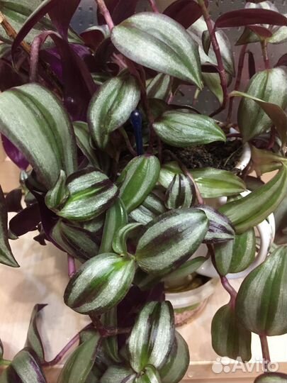 Сортовавые традесканции и хлорофитум