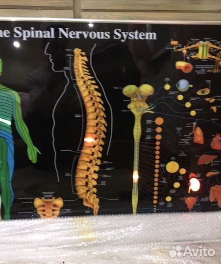 Макет позвоночника и электронное табло