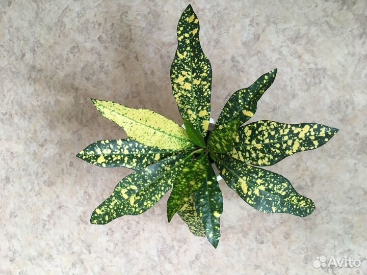 Полисциас, Кодиеум (кротон), крассула (толстянка)