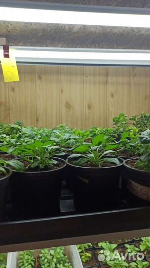 Вегетативная петуния