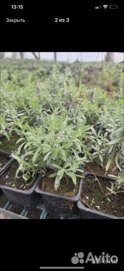 Лаванда в горшке