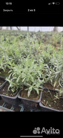 Лаванда в горшке