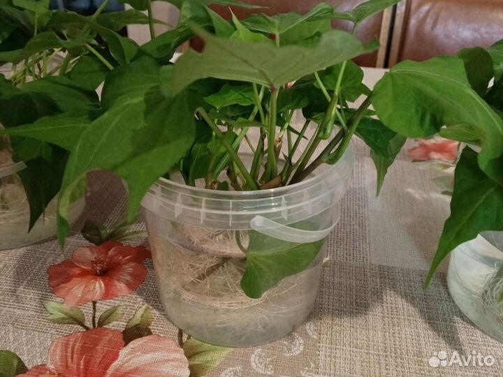 Батат рассада розовый Винницкий