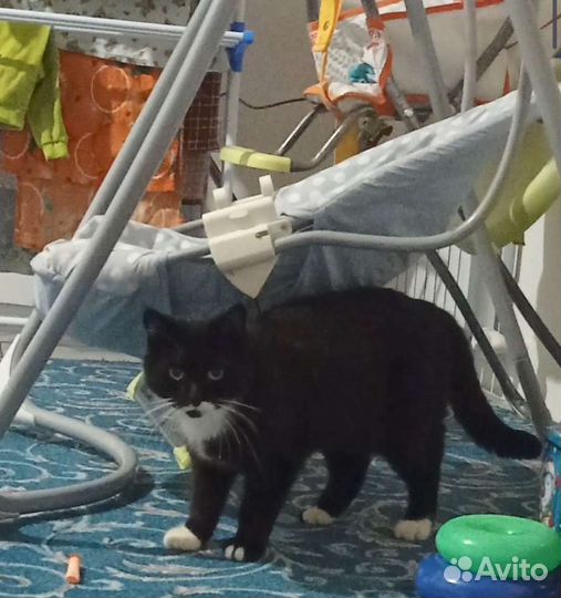 Потерялась кошка