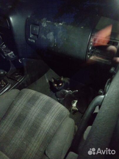 Котята в добрые руки бесплатно