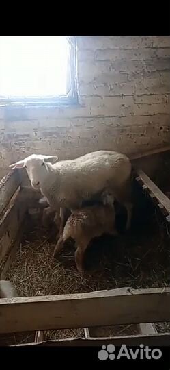 Катумские ягнята, ярки, бараны