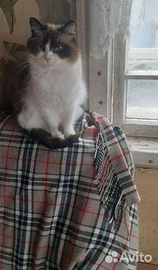 Кошка стерилизованная