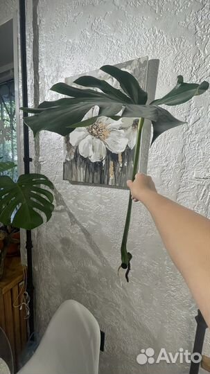 Монстера деликатесная комнатное растение