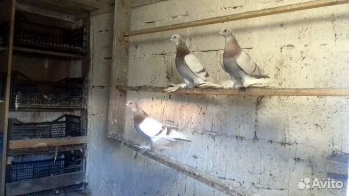 Алматинские сиреневые бойные голуби