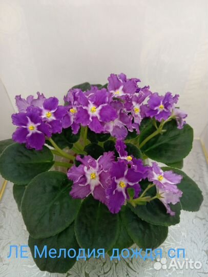Детки сортовых фиалок