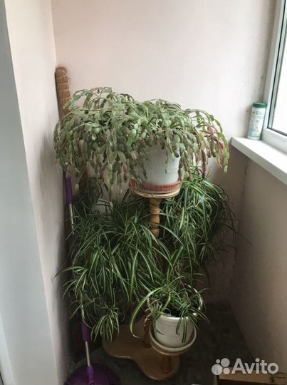 Комнатные растения цветы