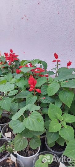 Рассада цветов