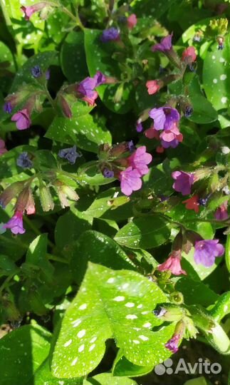 Цветы многолетники