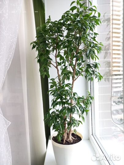 Фикус бенджамина Наташа взрослое