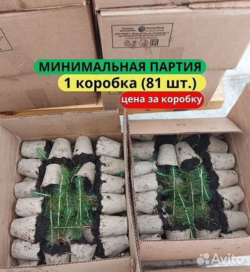 Сеянцы ели европейской зкс от производителя