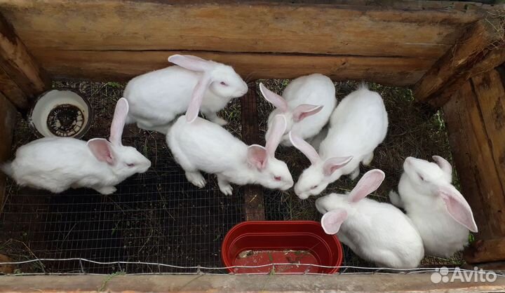 Кролики на мясо