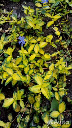 Борвинок иллюминейшен