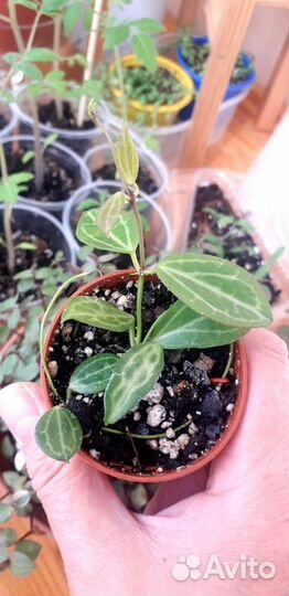 Комнатные цветы