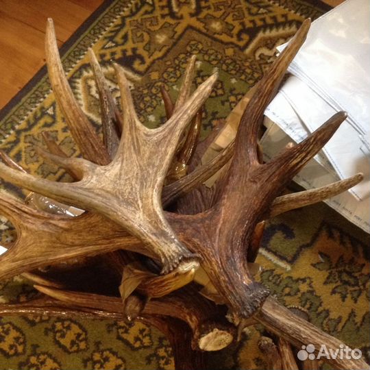 Рога лося, оленя, марала