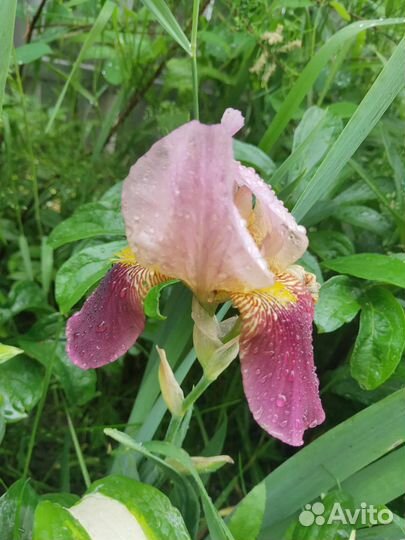 Мальва, сирень, желтый береклет ползучий
