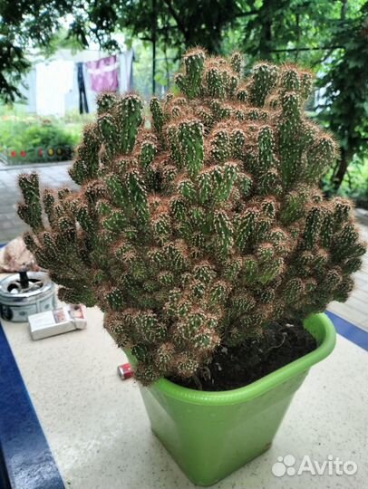 Кактусы и суккуленты