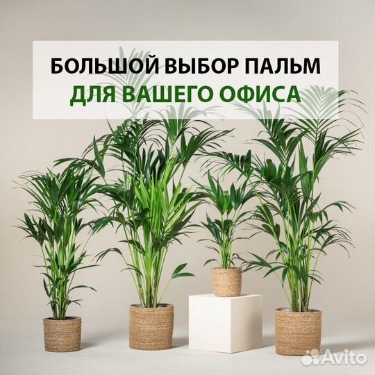 Пальма Ховея