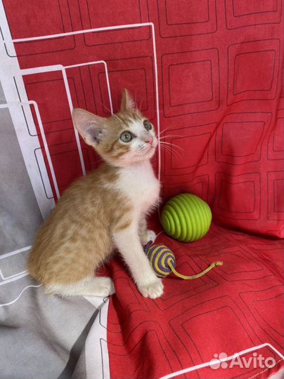 Милашки-мальчишки рыжулики