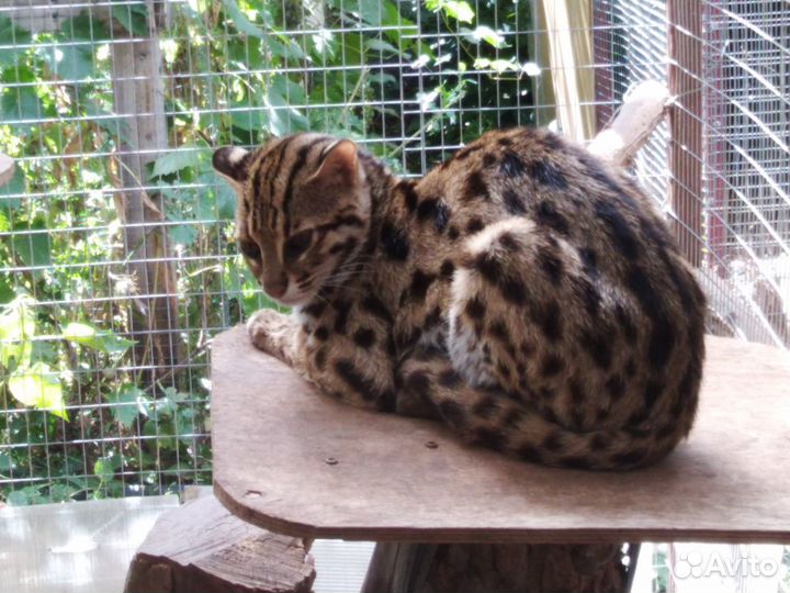 Взрослые азиатские леопардовые коты. Алк от заводч