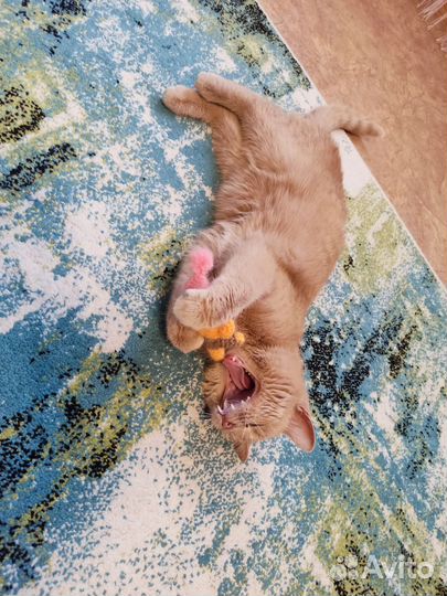 Отдам кошечку в добрые руки