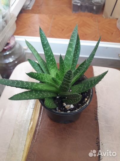 Замиакулькас, Марбл Квин, сингониум,эсхинантус др