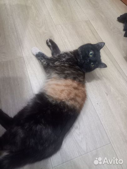 Кошка в дар