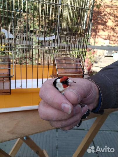 Певчие птицы и клетки,щегол,чиж и др