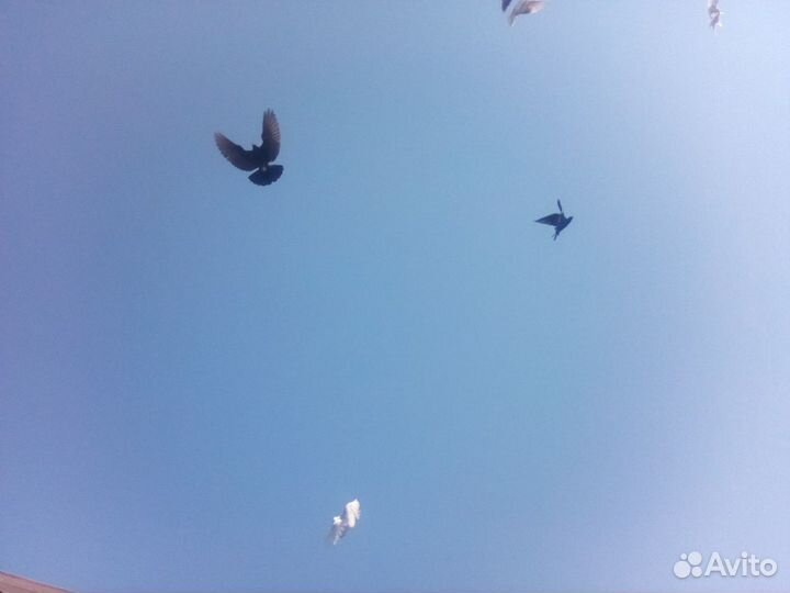 Голуби бойные