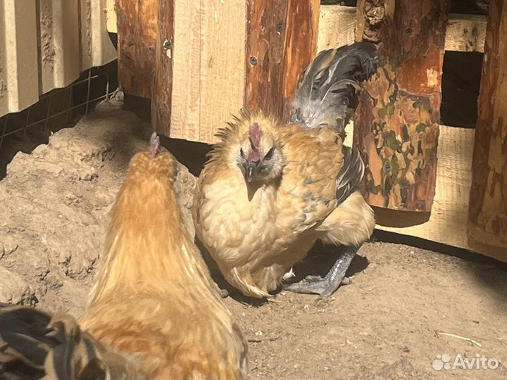 Молодые петухи