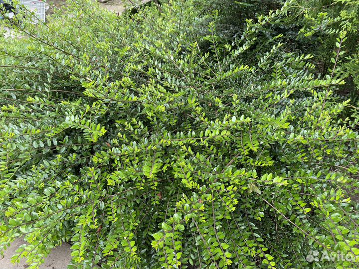 Растения для сада