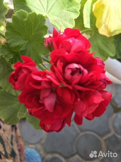 Пеларгония герань