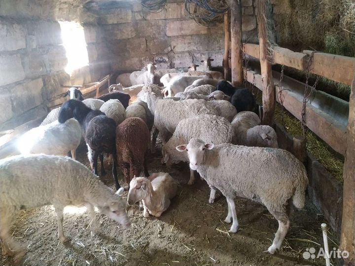 Овцы ягнята