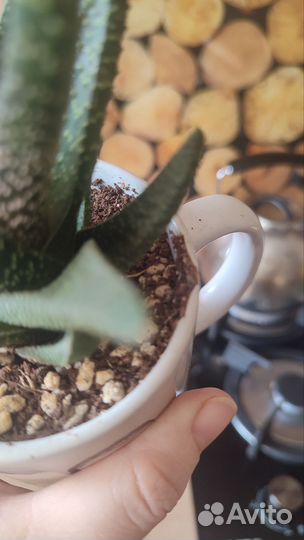 Хавортия полосатая