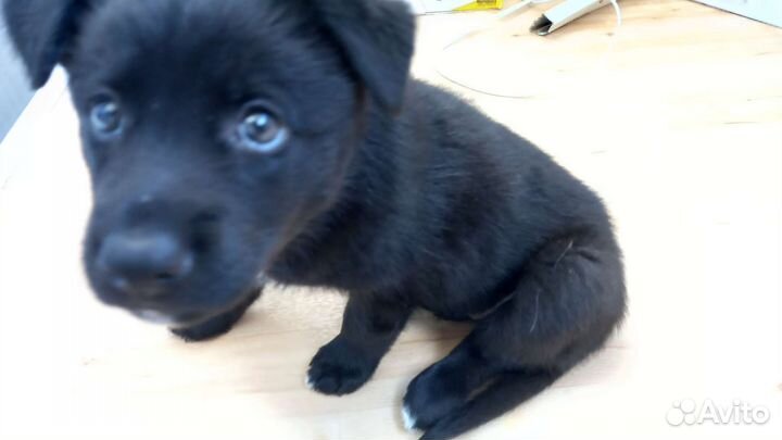 Собака в добрые руки отдам бесплатно