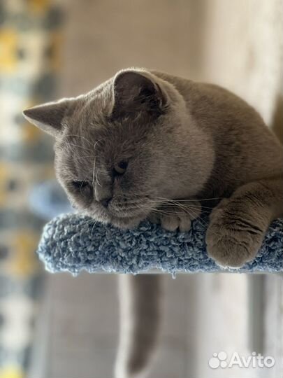 Британская кошка бесплатно в добрые руки