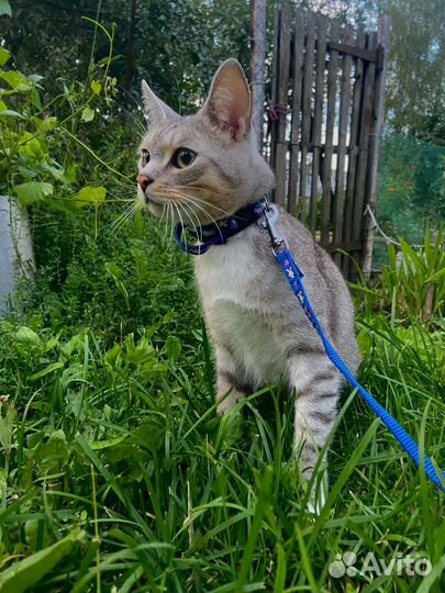 Выгульщик собак