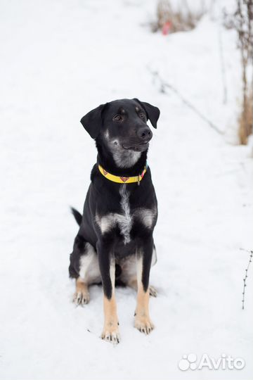 Дарт ищет дом