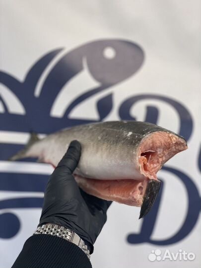 Горбуша свежая