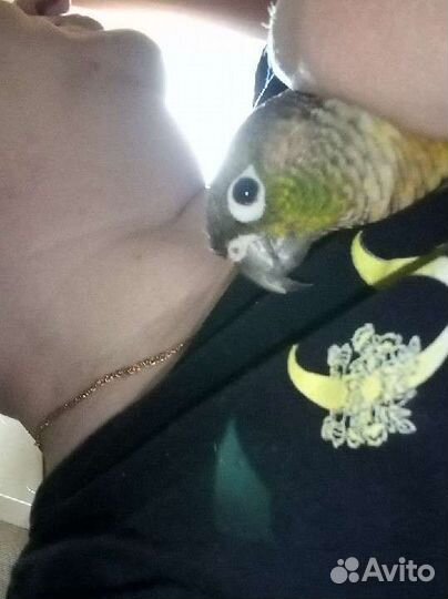 Пиррура замечательный малыш.Не кусается вообще