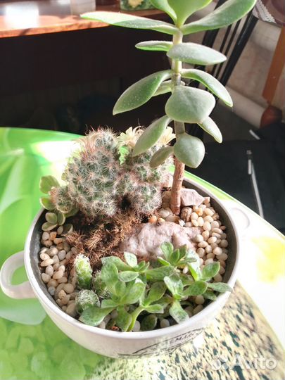 Садик из суккулентов